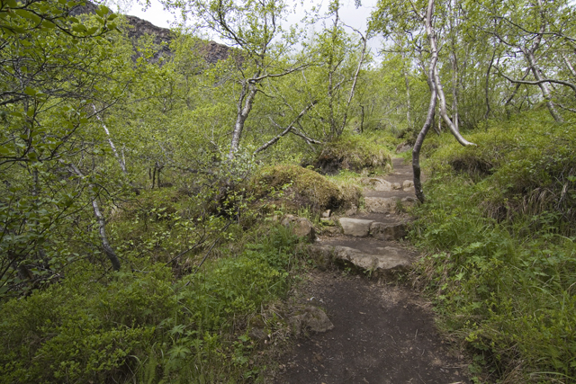2011-07-03_11-07-08 island.jpg - In der Schlucht Asbyrgi im Nationalpark Jkulsargljufur